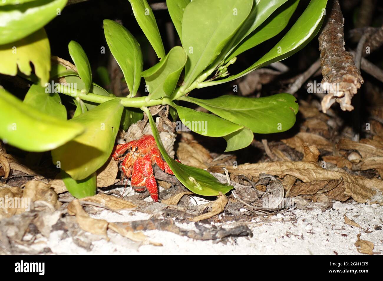 Red hermit crab in a shell under a bush Stock Photo