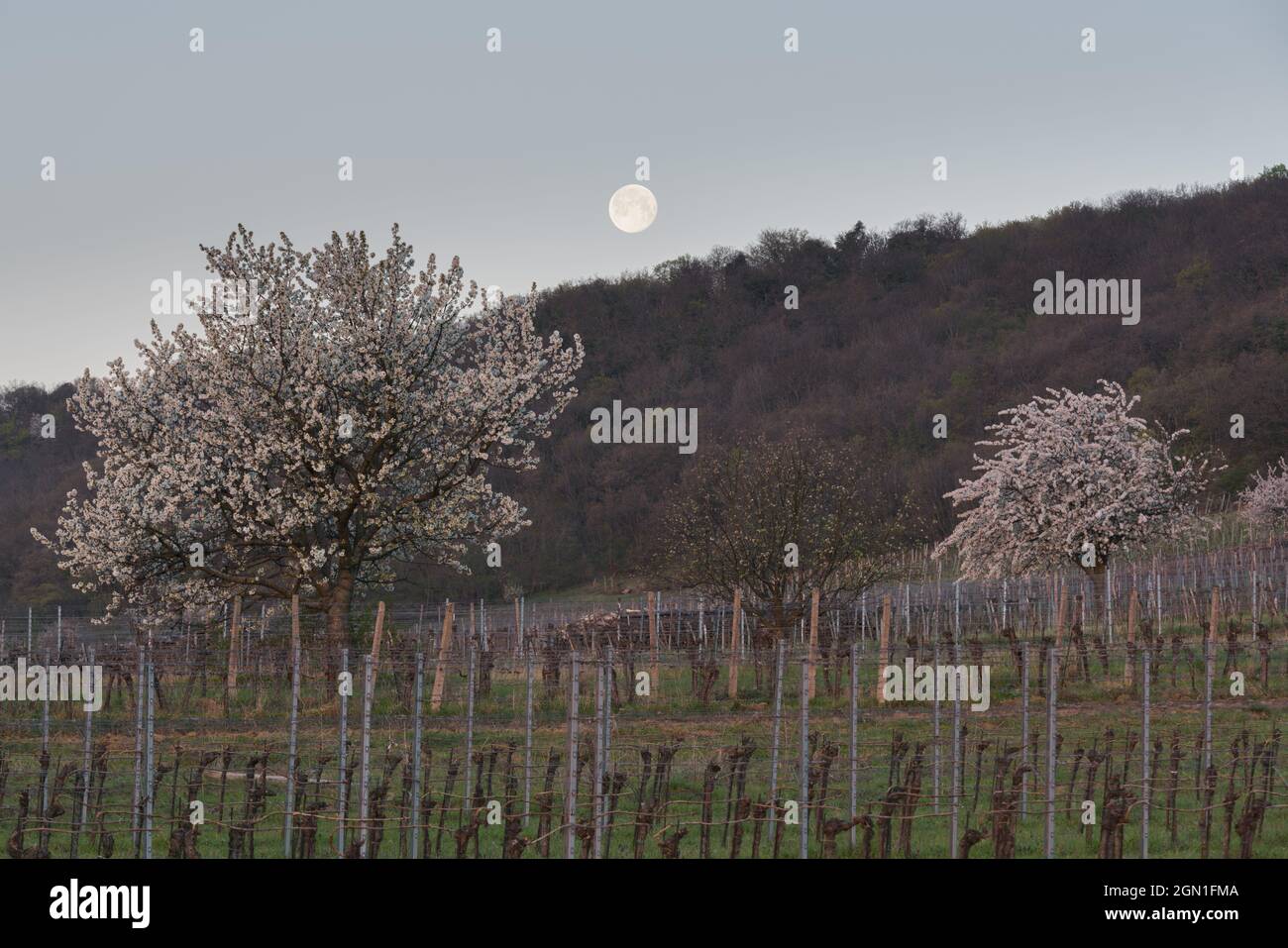 blooming cherry trees near Donnerskirchen, Burgenland, Austria Stock Photo