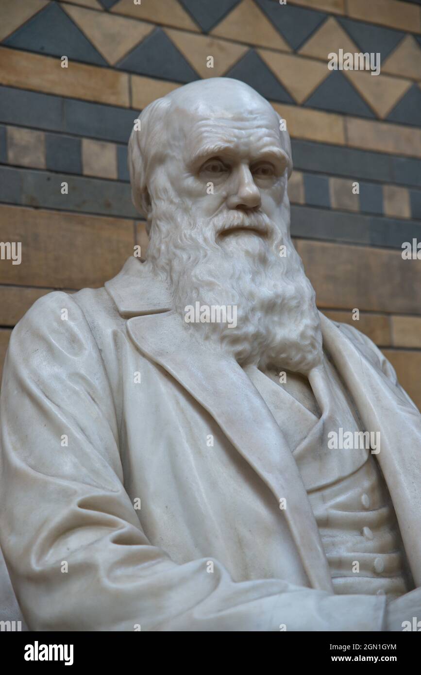 Statue of Charles Darwin in the Natural History Museum. London, UK Stock Photo Alamy