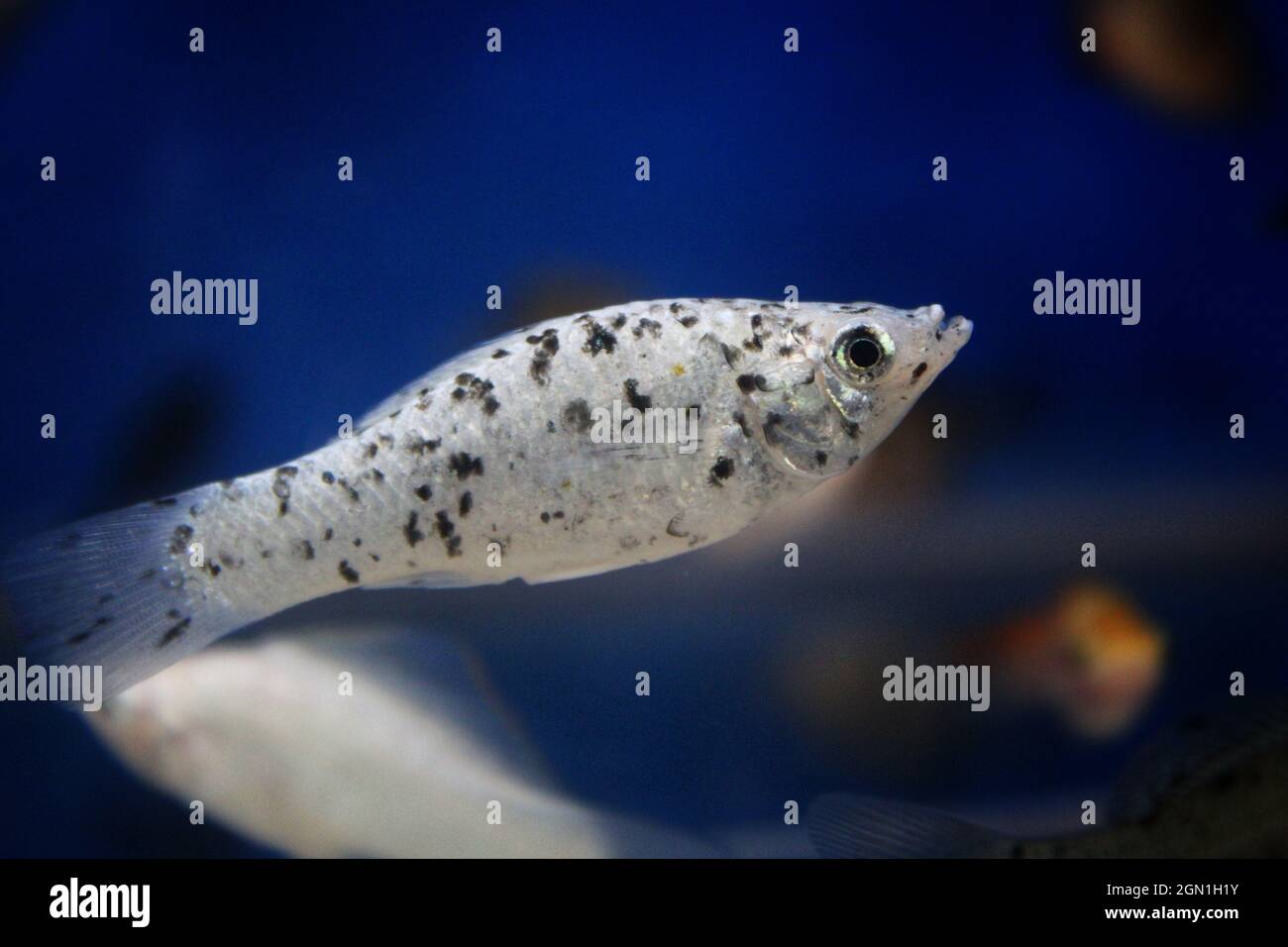 Closeup of a molly fish in an aquarium Stock Photo