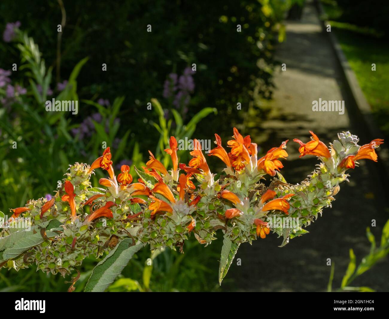 Scenic view of a Colquhounia coccinea flowering plant on a blurred background Stock Photo