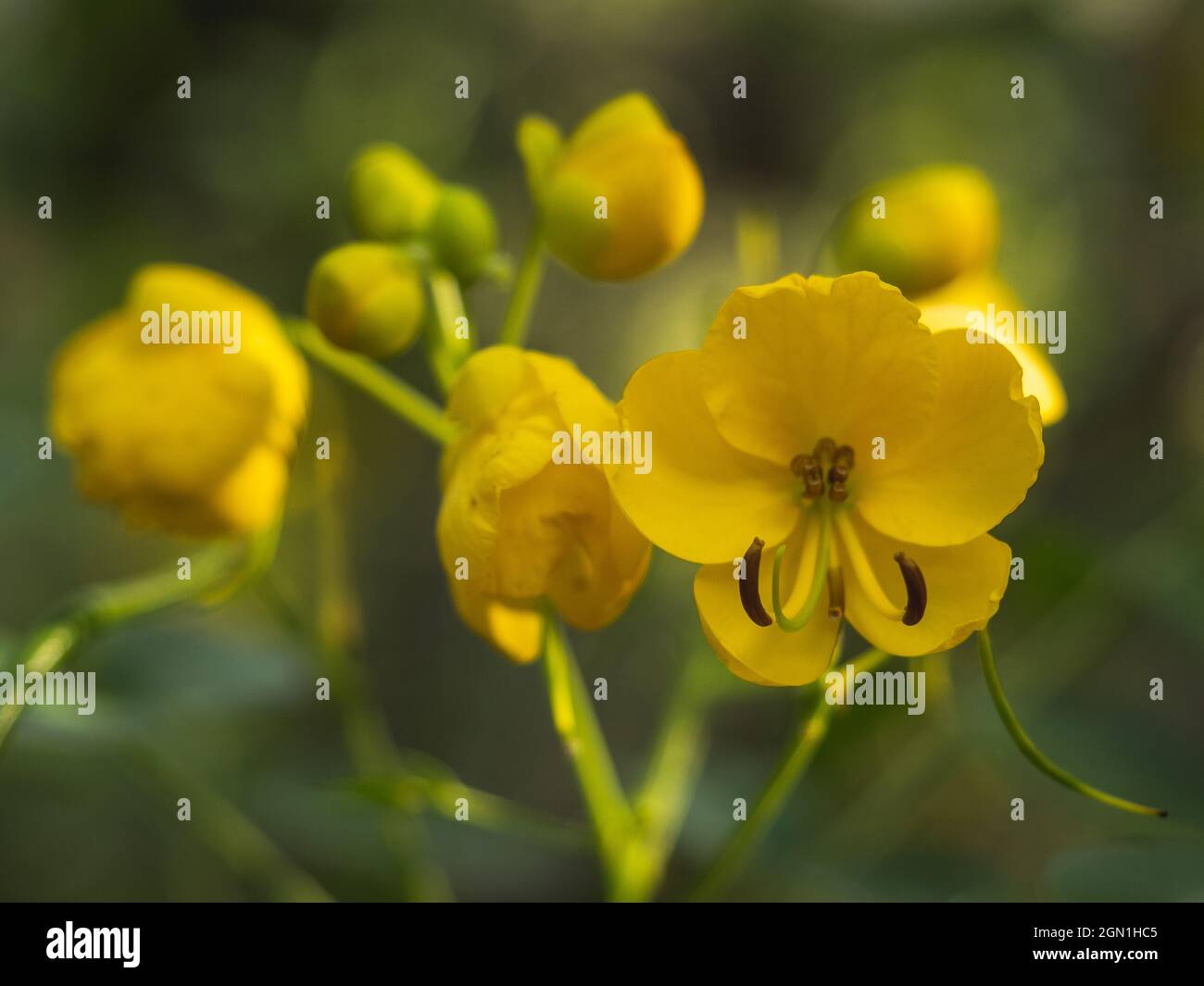 Closeup shot of yellow Cassia floribunda flowers on a blurred background Stock Photo