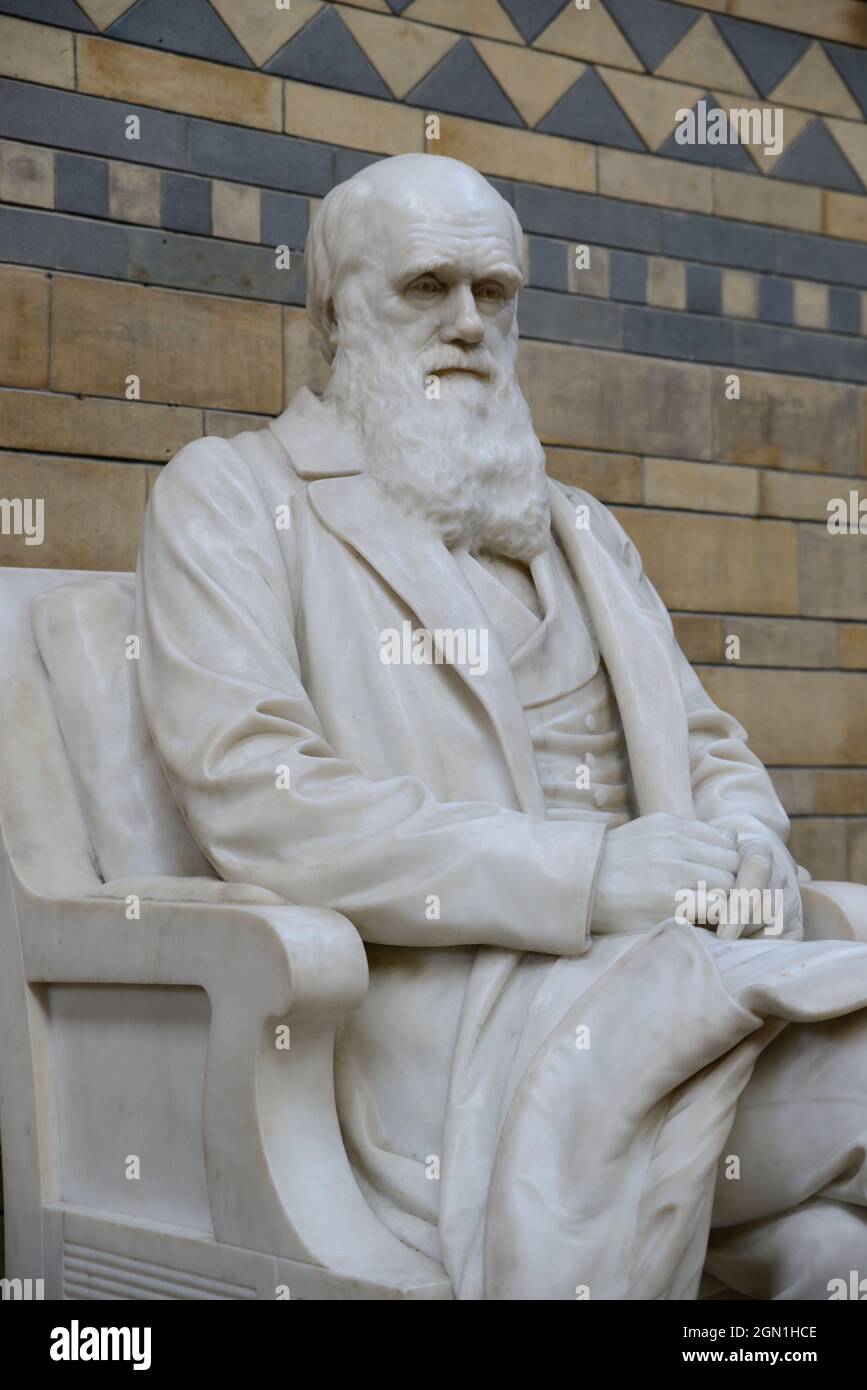 Statue of Charles Darwin in the Natural History Museum. London, UK Stock Photo Alamy