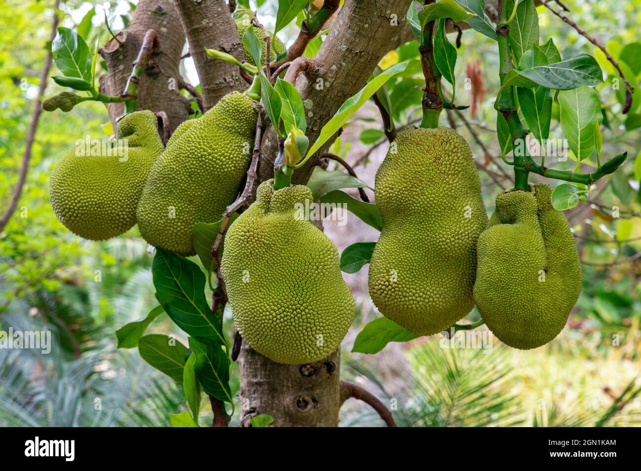 Jackfruit tree full of ripe bumpy large fruit, tropical tree growing mostly in Asia, Africa or South America producing a fruit with stringy flesh Stock Photo