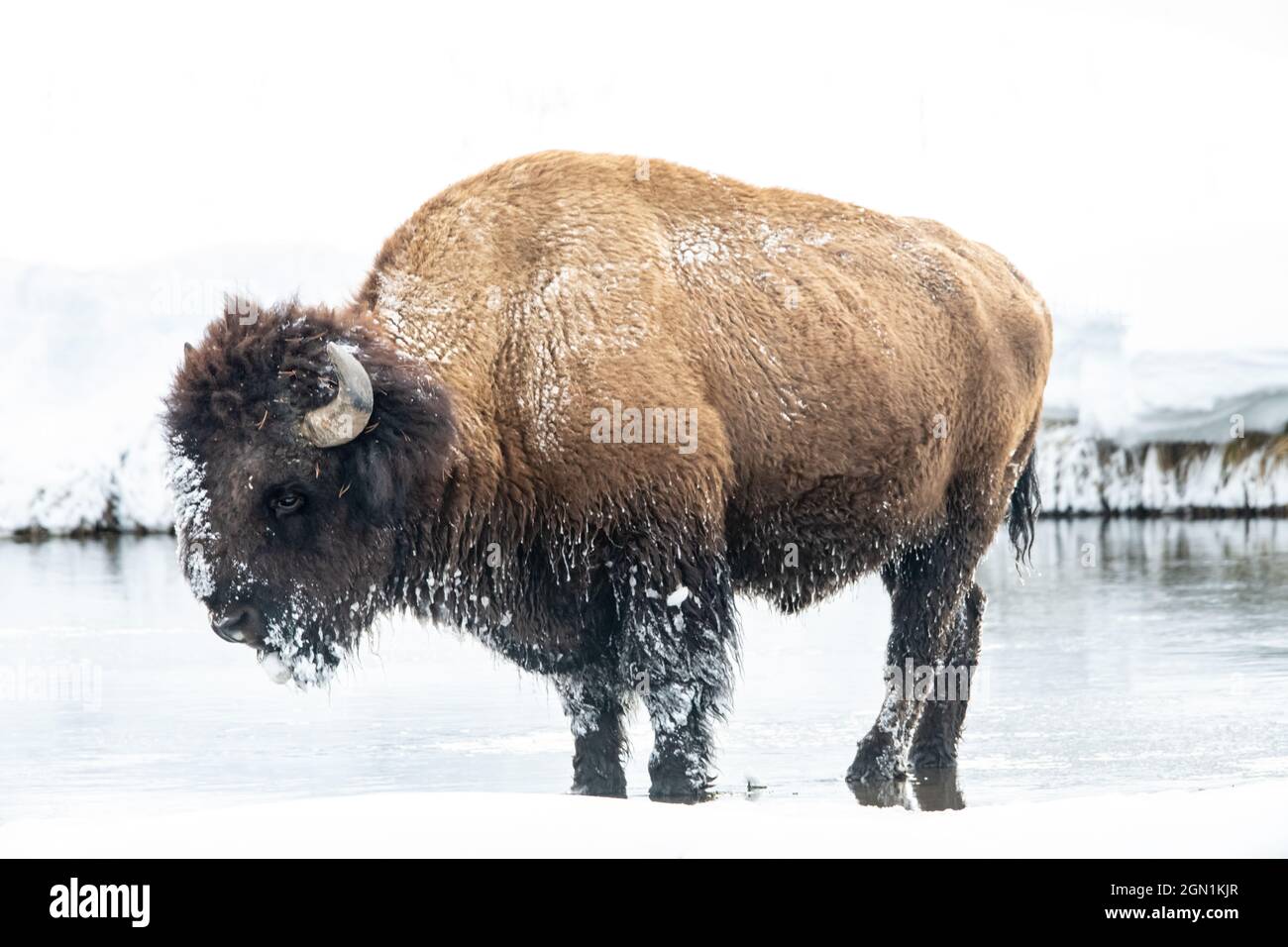 Buffalo in winter hi-res stock photography and images - Page 22 - Alamy