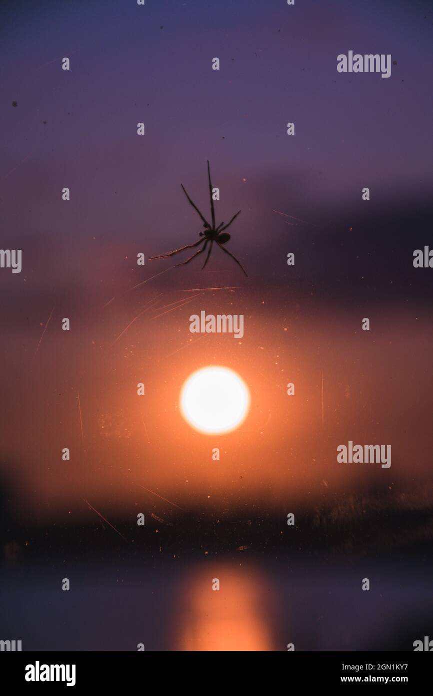 Closeup of a spider on a web on the blurred background of a beautiful ...