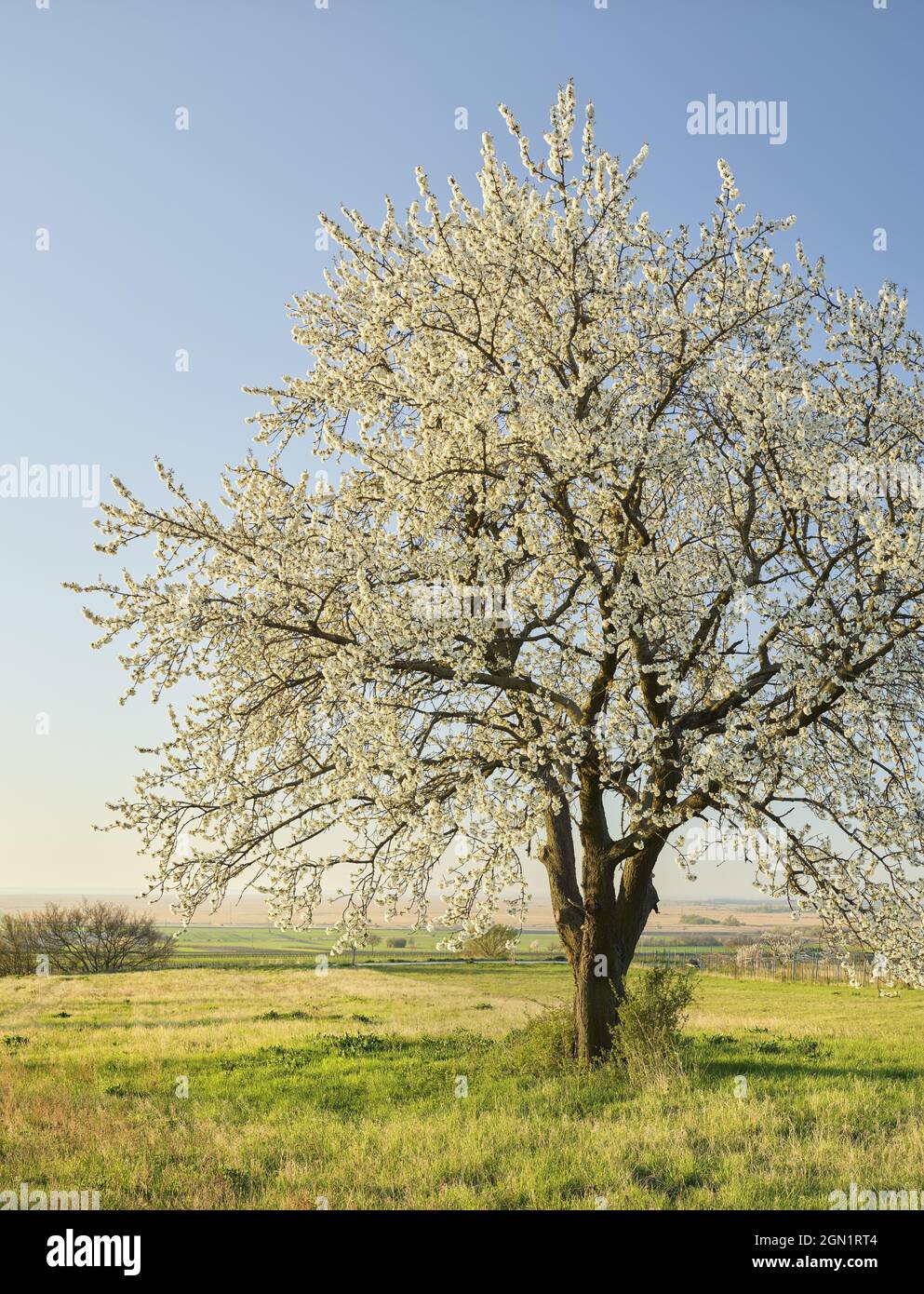 blooming cherry trees near Donnerskirchen, Burgenland, Austria Stock Photo