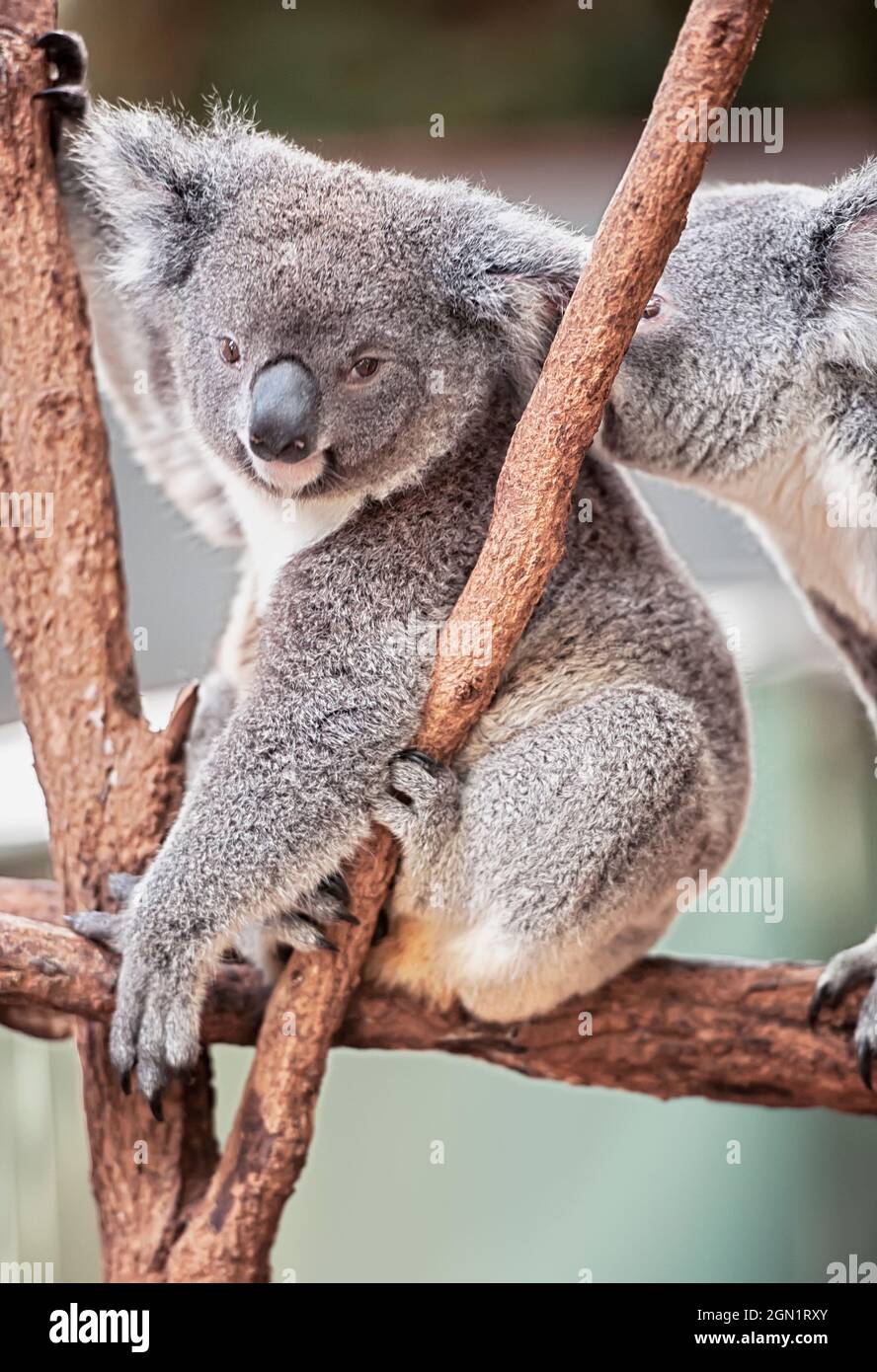 Koalas (Phascolarctos Cinereous) on a tree, Brisbane, Queensland, Australia Stock Photo