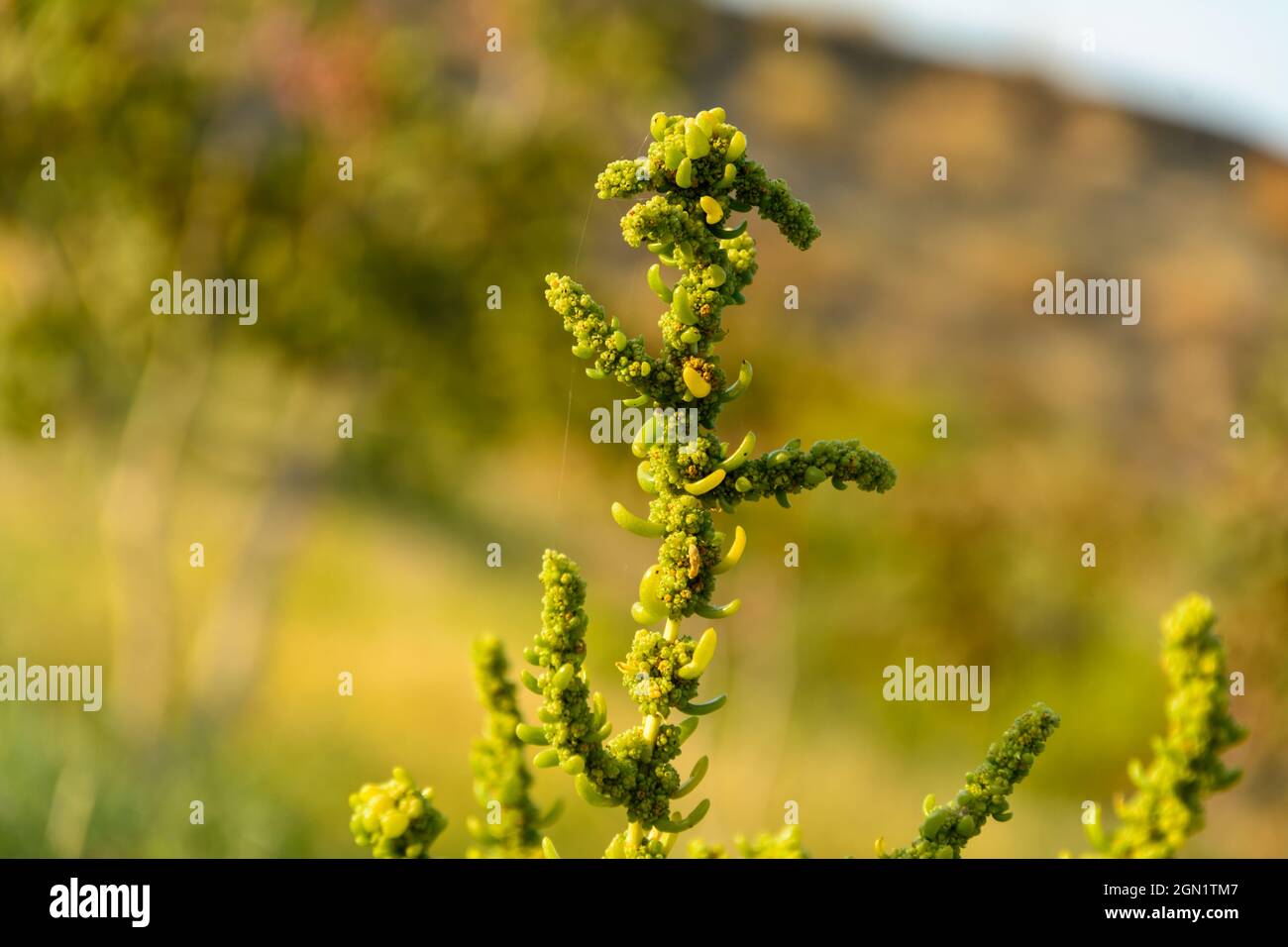 Dysphania ambrosioides , Mosyakin & Clemants with blur background Stock Photo