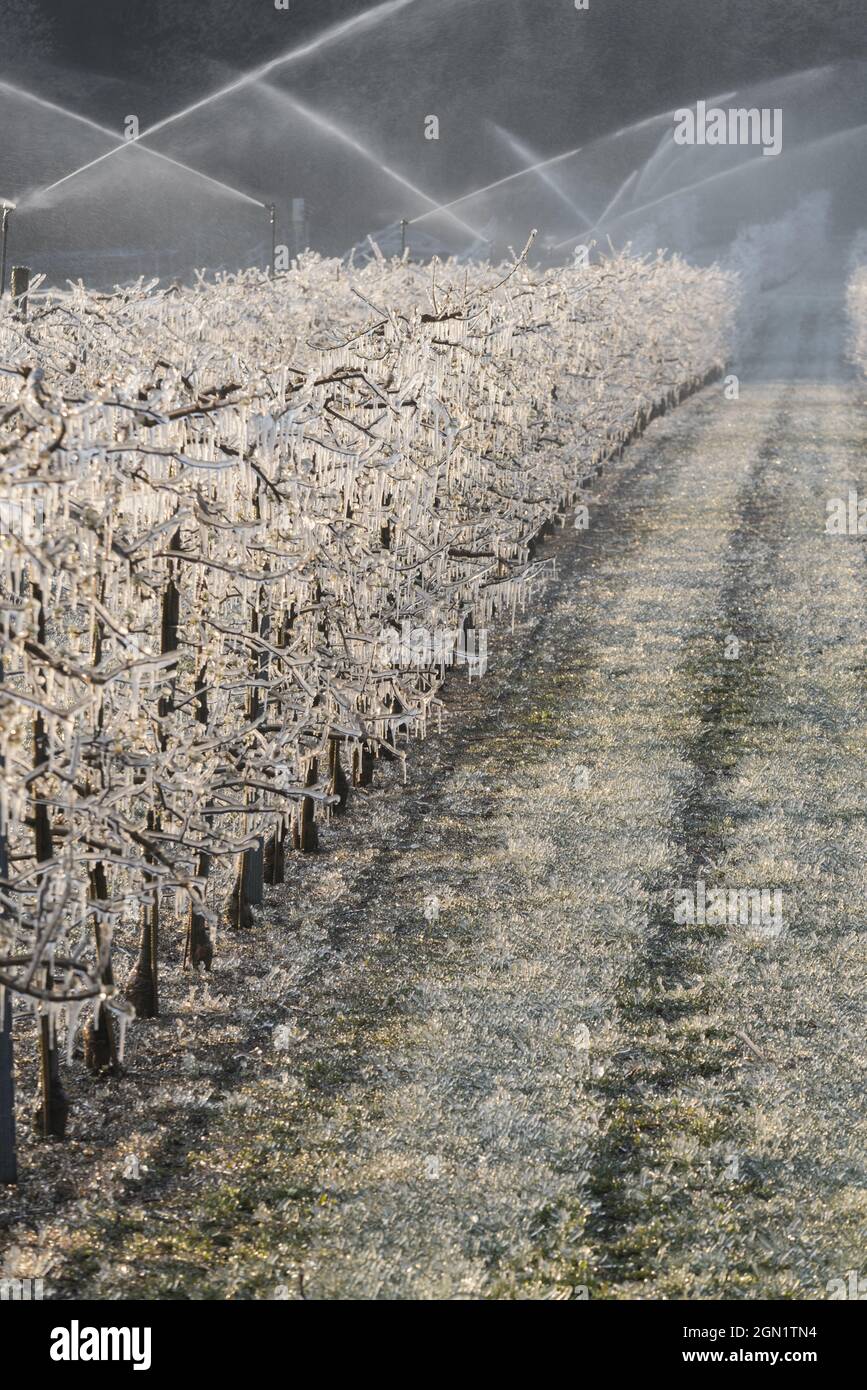 Frost protection fruit trees hires stock photography and images Alamy