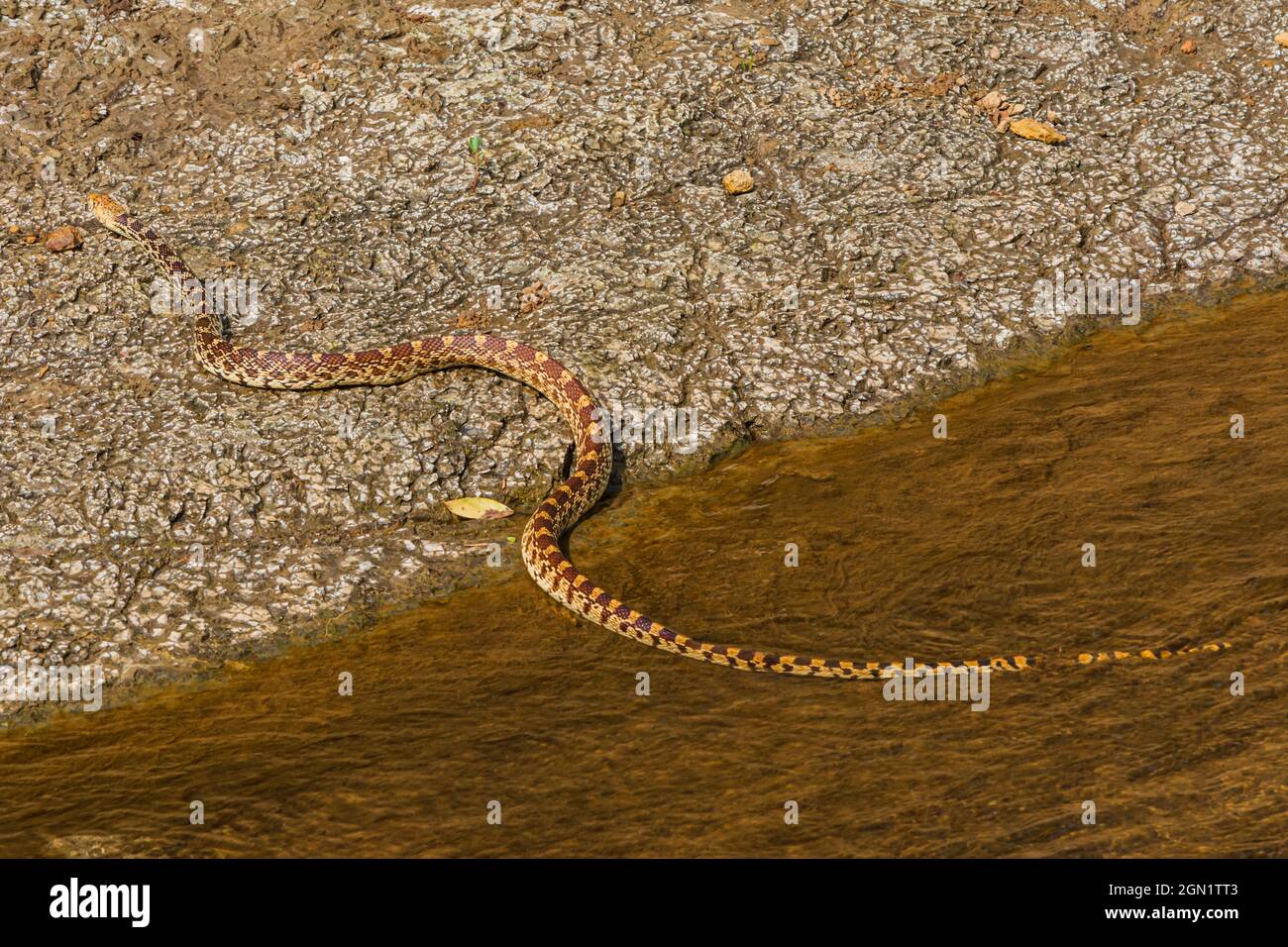 Bullsnake (Pituophis catenifer sayi), crossing a creek, is subspecies of the look-a-like Gopher snake (Pituophis catenifer), Castle Rock CO USA. Stock Photo
