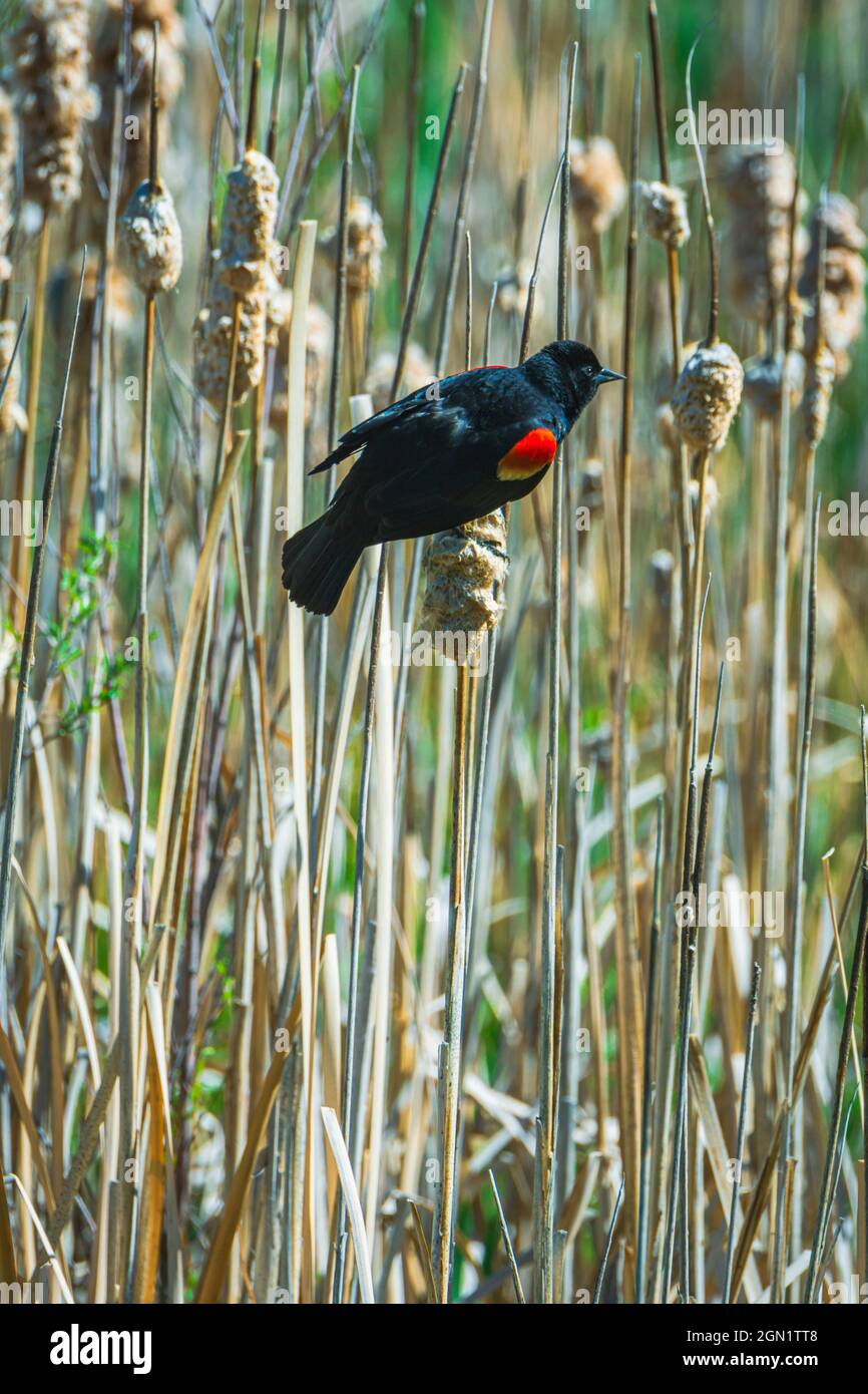 Male Red-Wing Blackbird (Agelaius phoeniceus) shows red wing patch territorial display in Cattail marsh, Castle Rock Colorado USA. Photo taken in May. Stock Photo