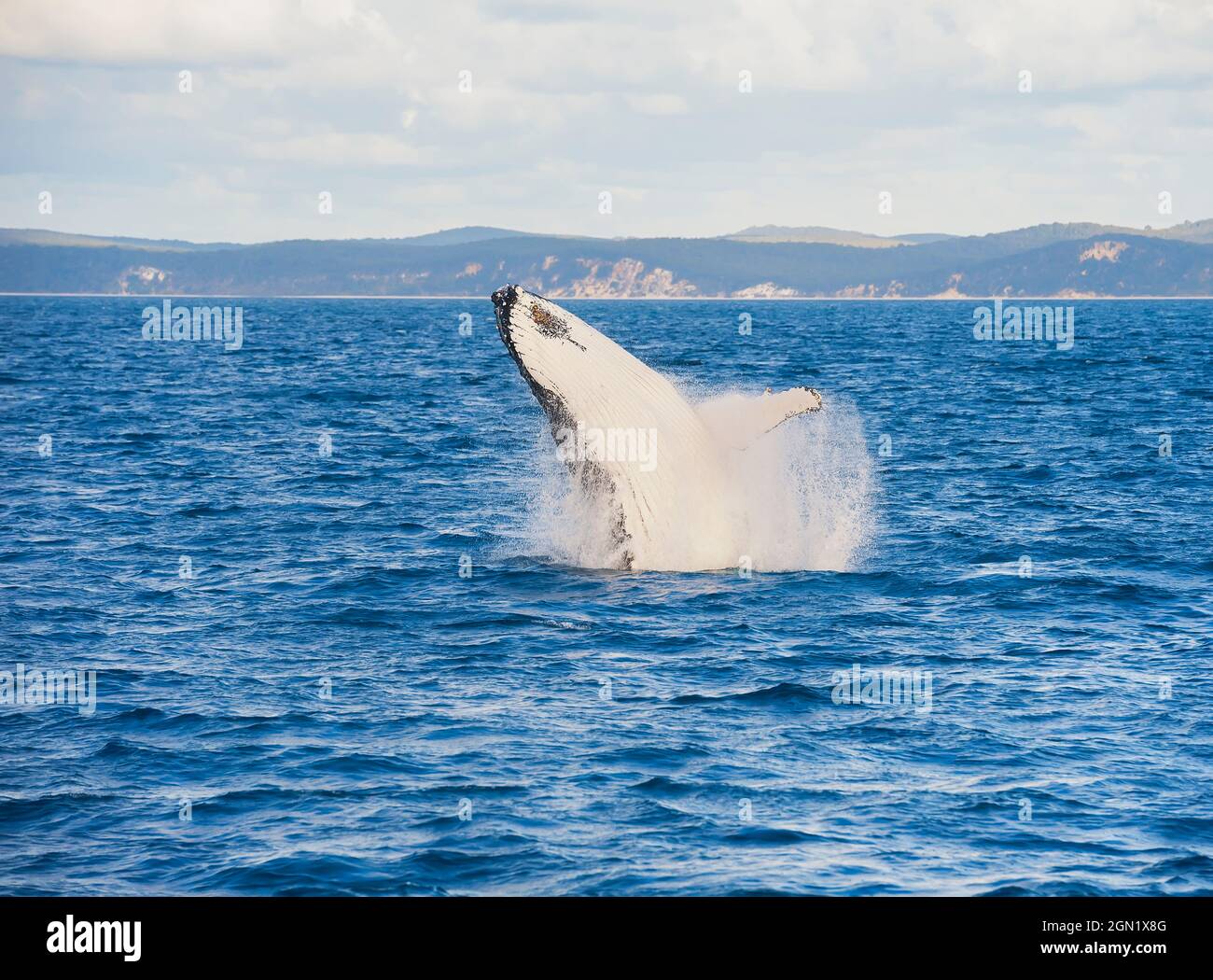 Humpback whale (Megaptera novaeangliae) breaching, Queensland, Australia Stock Photo