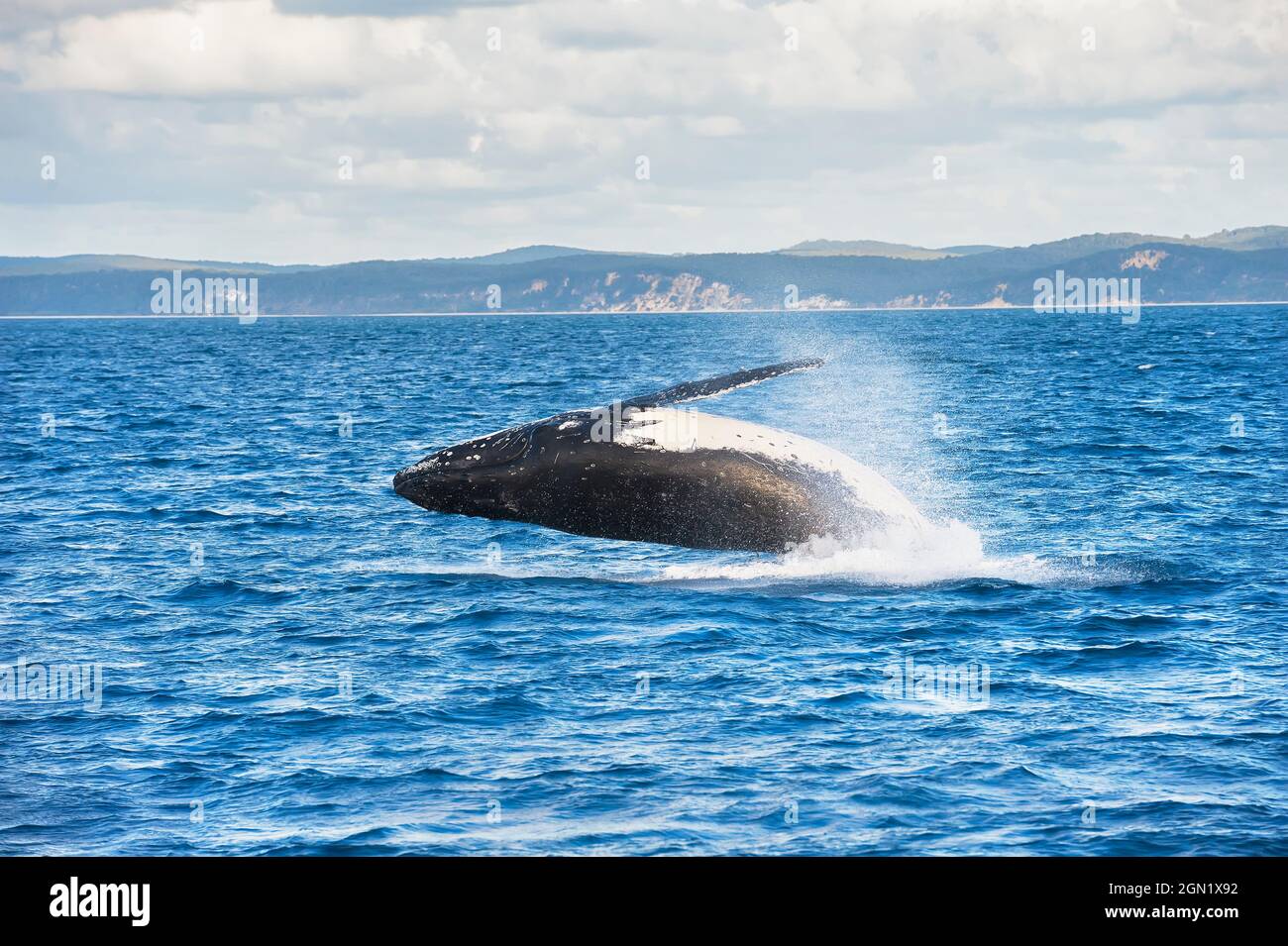 Humpback whale (Megaptera novaeangliae) breaching, Queensland, Australia Stock Photo