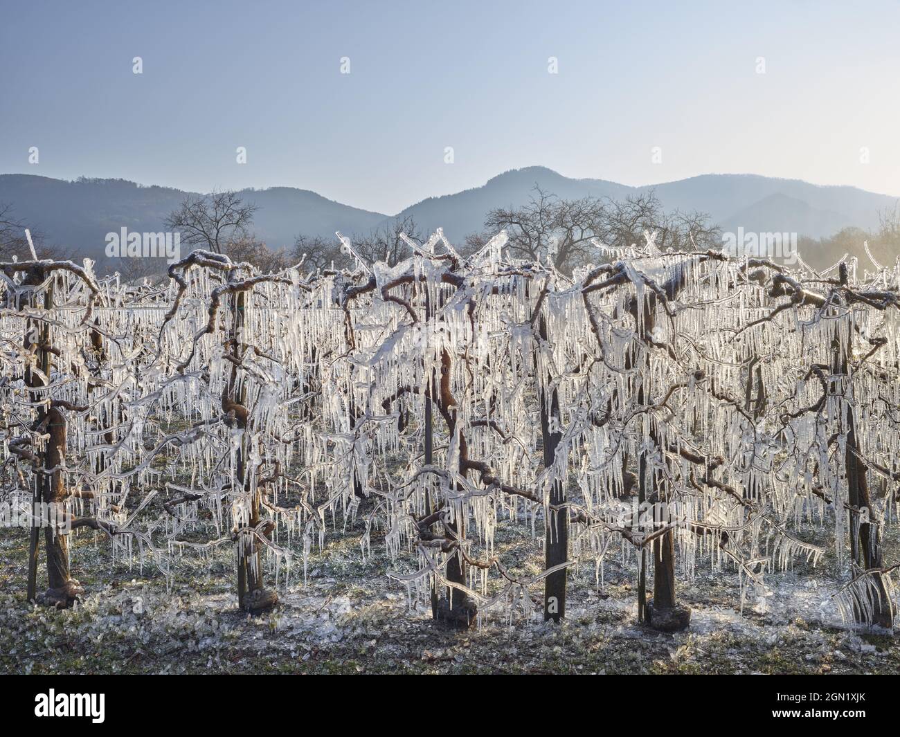 Apricot tree protection hi-res stock photography and images - Alamy
