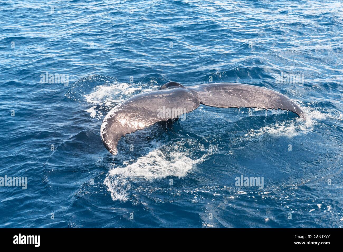 Tail fluke of humpback whale (Megaptera novaeangliae),  Hervey Bay, Queensland, Australia Stock Photo