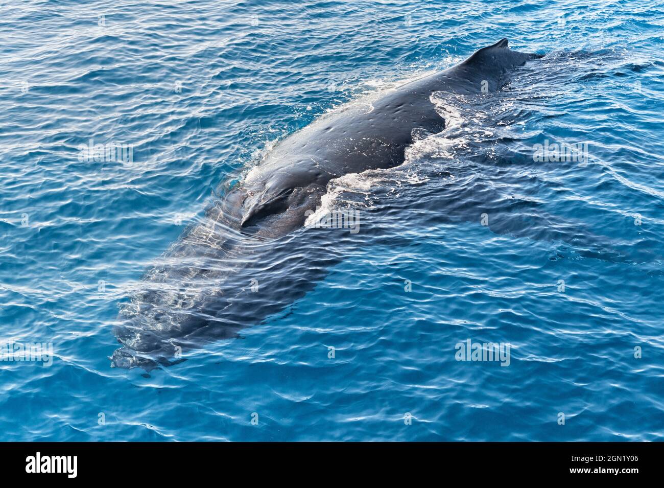 Adult whale underwater hi-res stock photography and images - Alamy