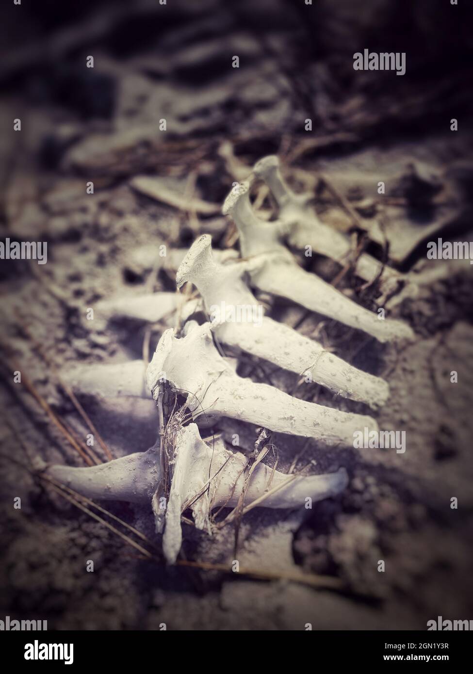 Vertical closeup of the bones of a horse on a beach Stock Photo