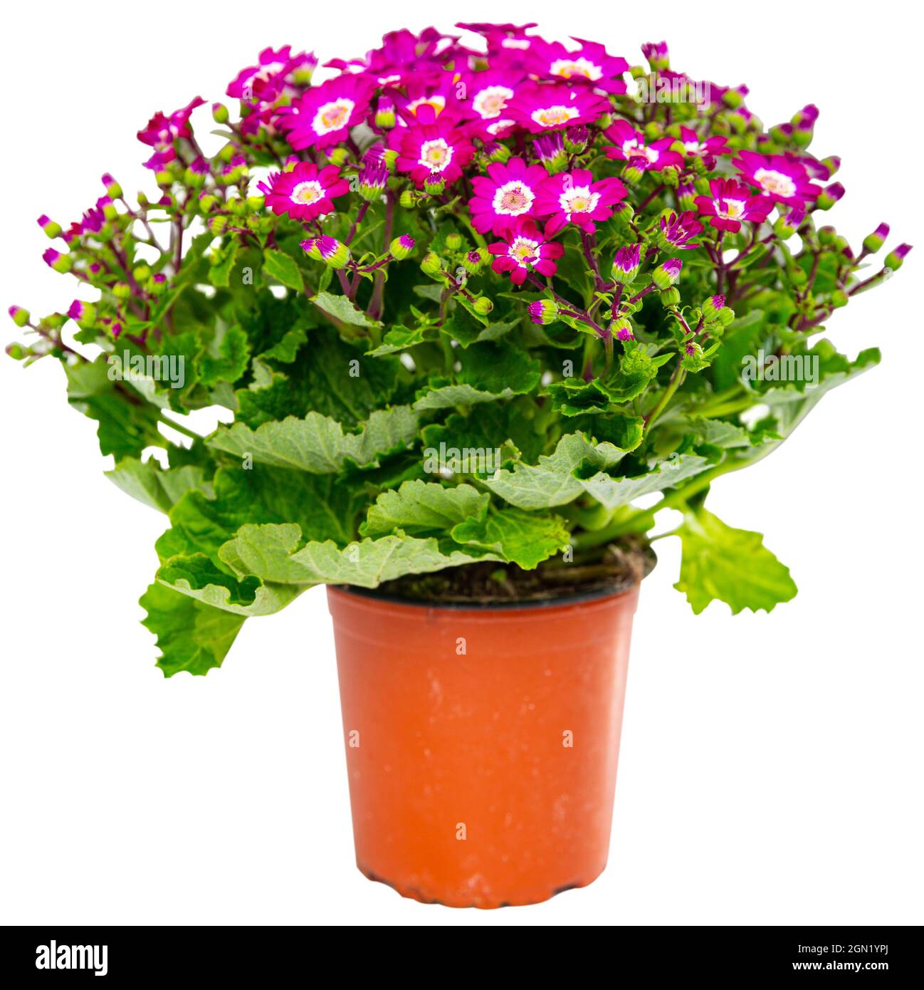 Cinereria in a pot - a plant of the aster family Stock Photo