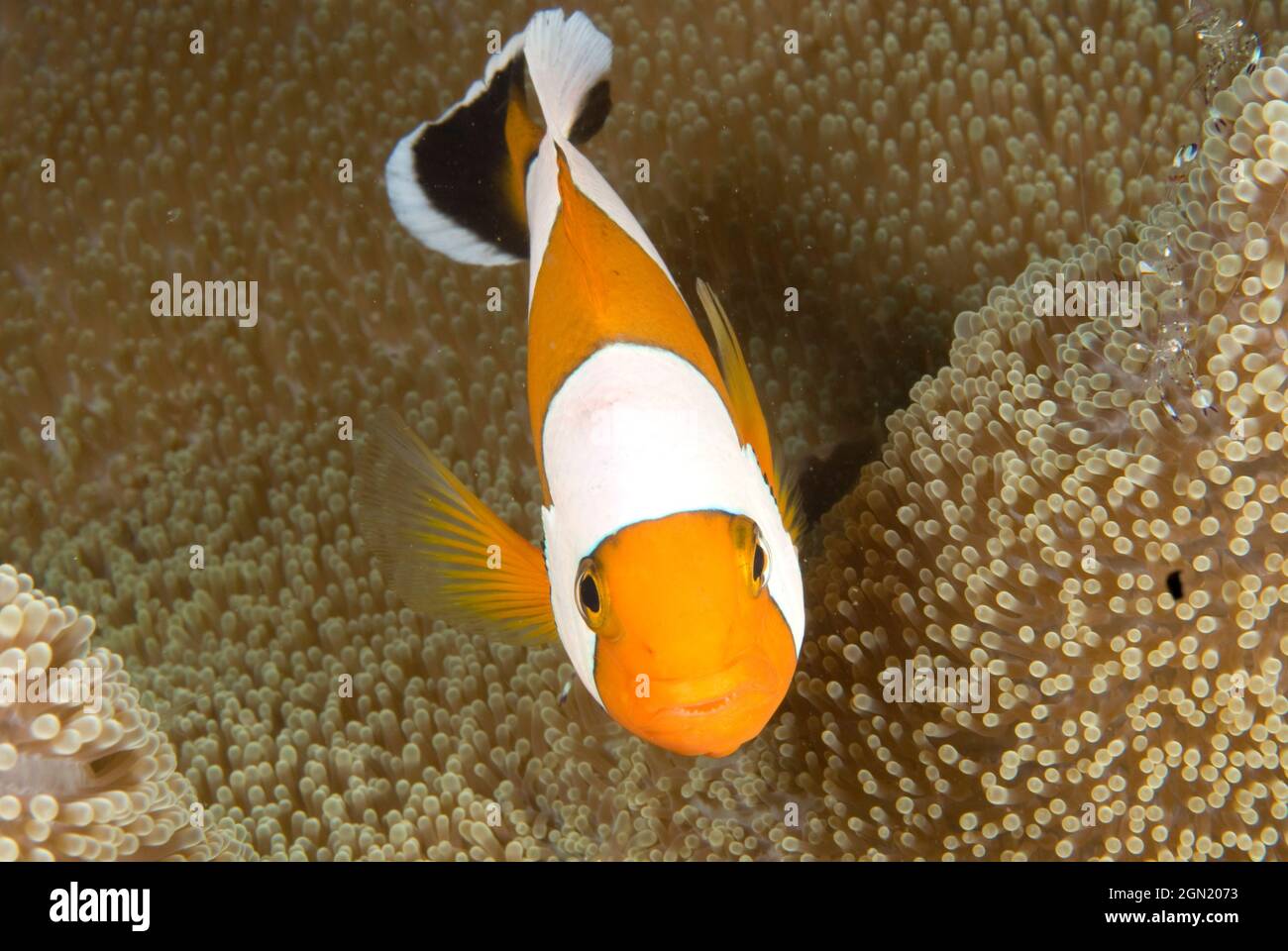 Saddleback clownfish (Amphiprion polymnus), on Saddle carpet anemone (Stichodactyla haddoni), a short-tentacled anemone that can pull rapidly under th Stock Photo