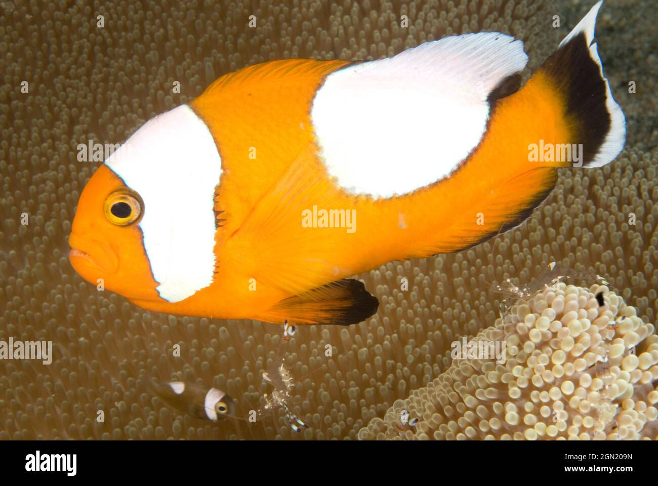 Saddleback clownfish (Amphiprion polymnus), can be distinguished from the Clown oor False clown anemonefish by its abbreviated white saddle. Anilao, M Stock Photo