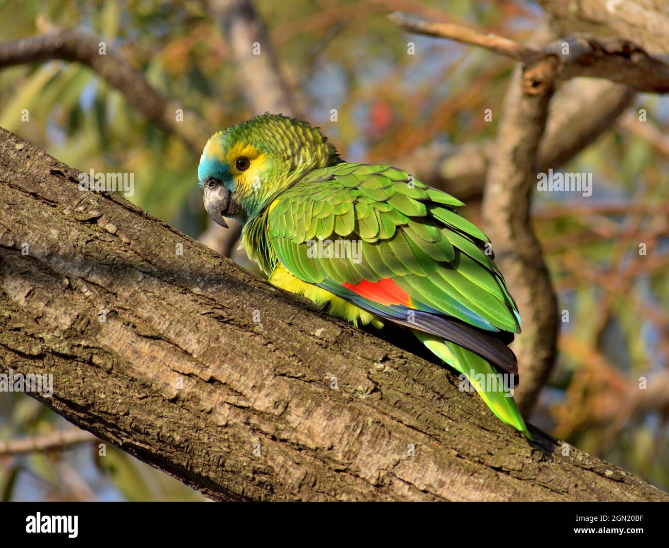 wild turquoise-fronted amazon (Amazona aestiva) parrot in Buenos Aires city Stock Photo