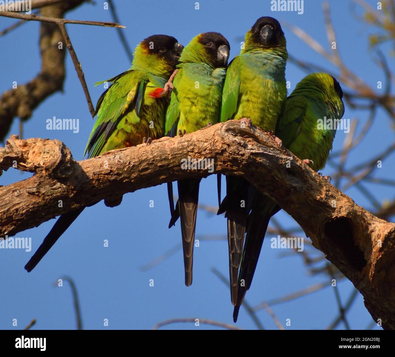 group of nanday parakeet (Aratinga nenday), also known as the black ...