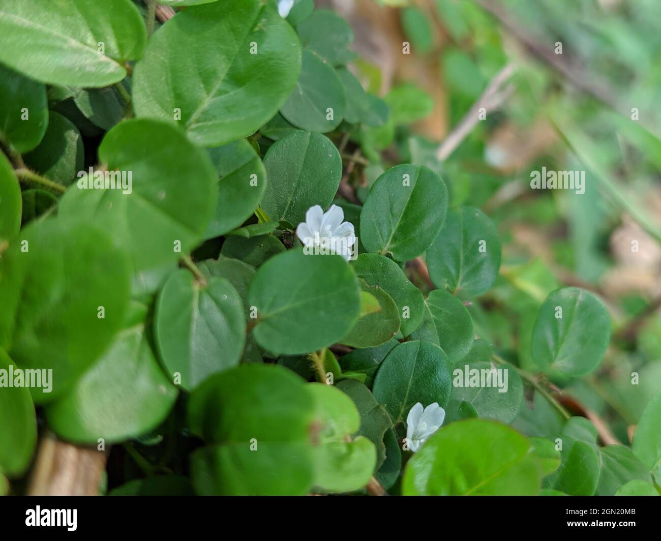 Selective focus shot of Evolvulus nummularius plants with white flowers in the meadow Stock Photo
