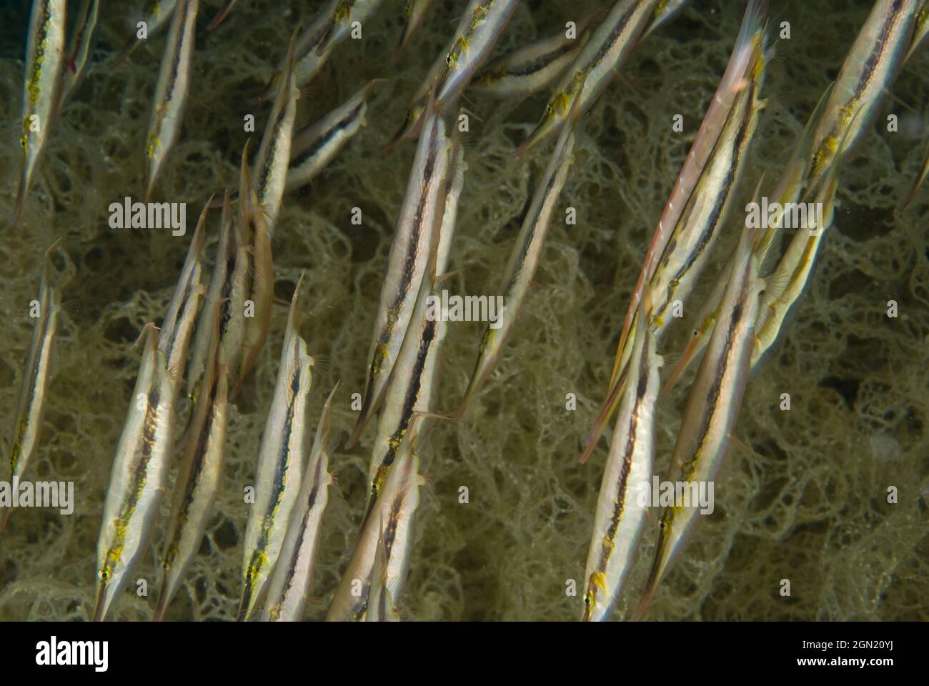 Razorfish (Aeoliscus strigatus), have very thin bodies and swim in small synchronised groups, each fish in a vertical position with its snout pointed Stock Photo