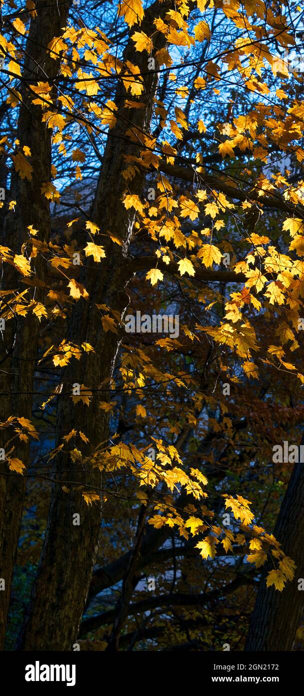The highlight of maple leaves in the forest in autumn. Stock Photo