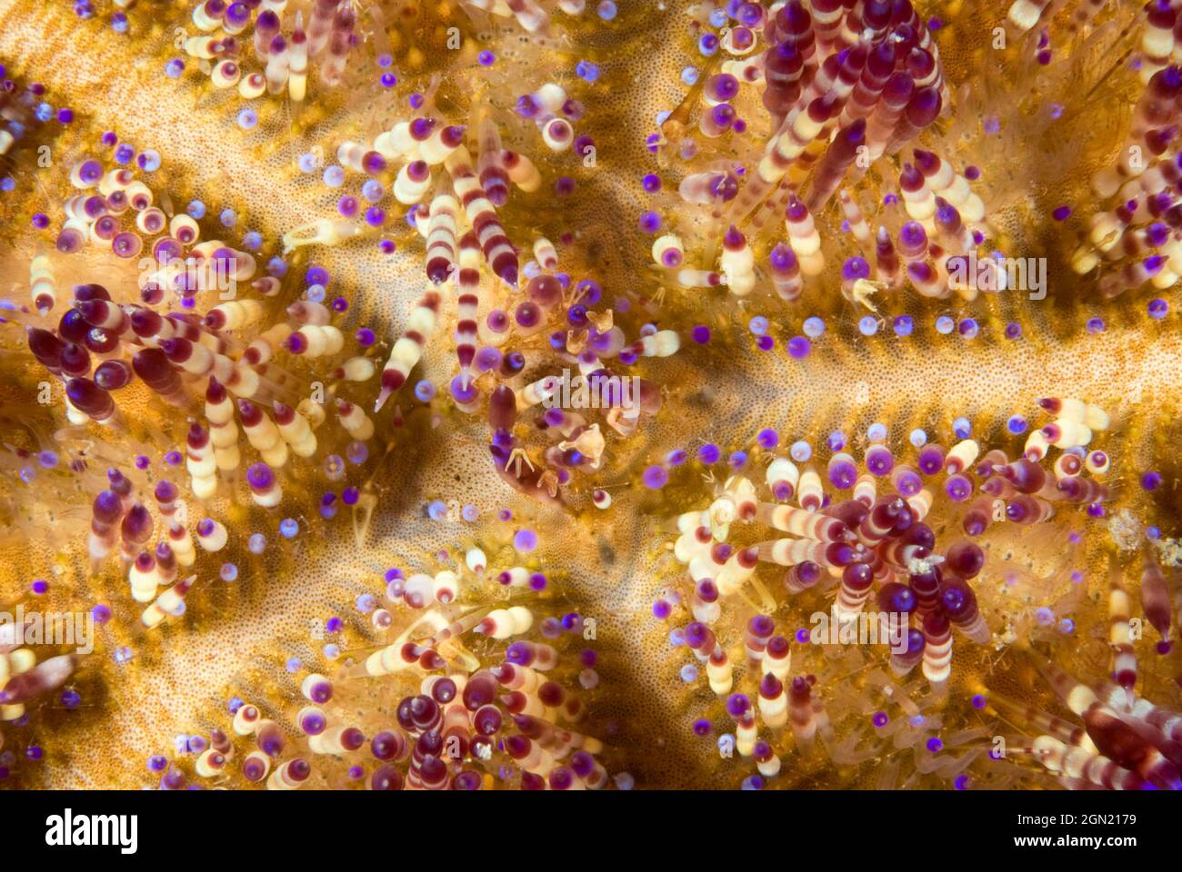Fire urchin (Asthenosoma varium), detail. An urchin with venomous spines that often hosts commensal shrimps that occupy a patch that has been cleared Stock Photo