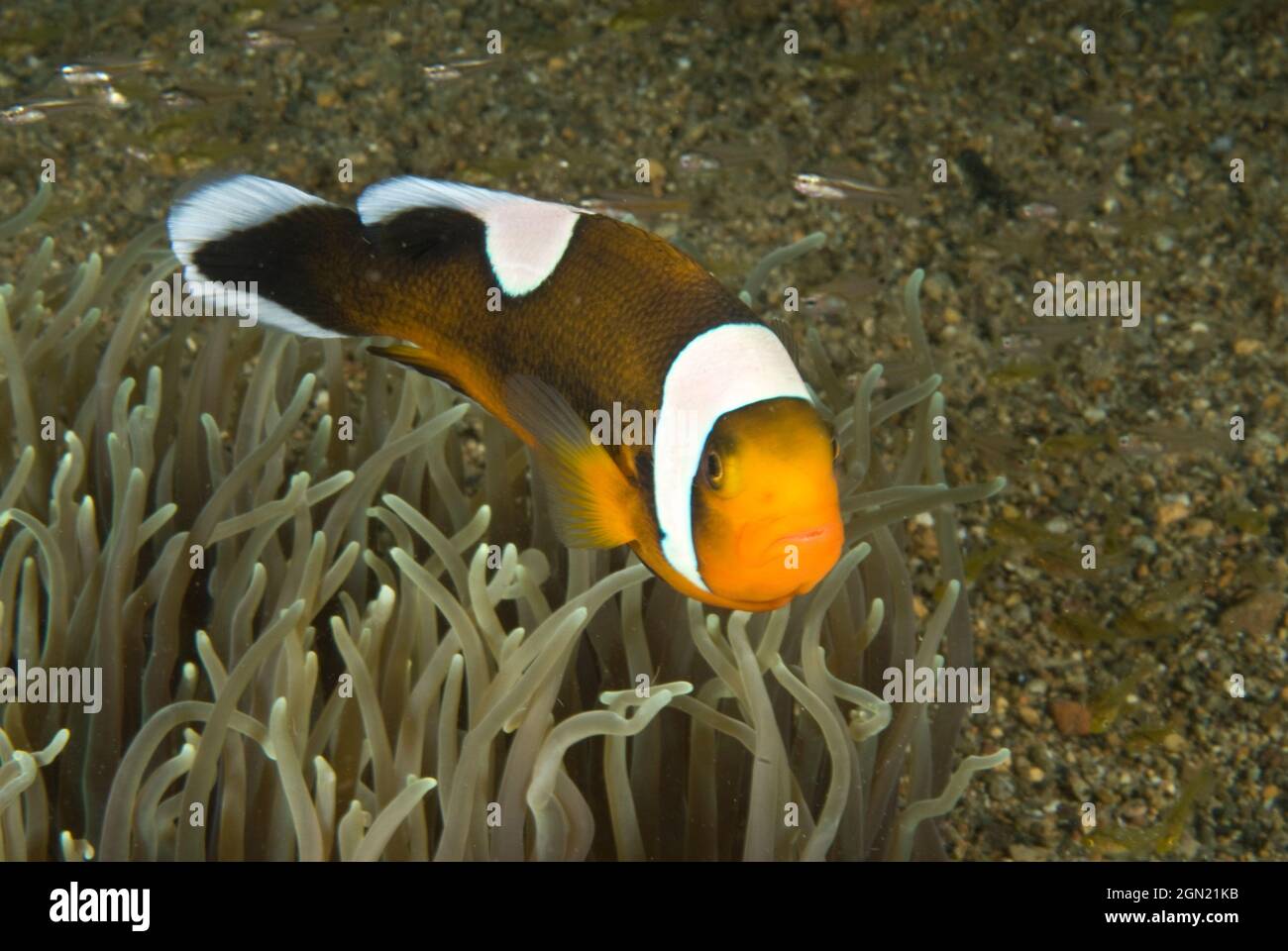 Saddleback clownfish (Amphiprion polymnus), on host Leathery sea anemone (Sebae anemone). Anilao, Manila, Philippines Stock Photo