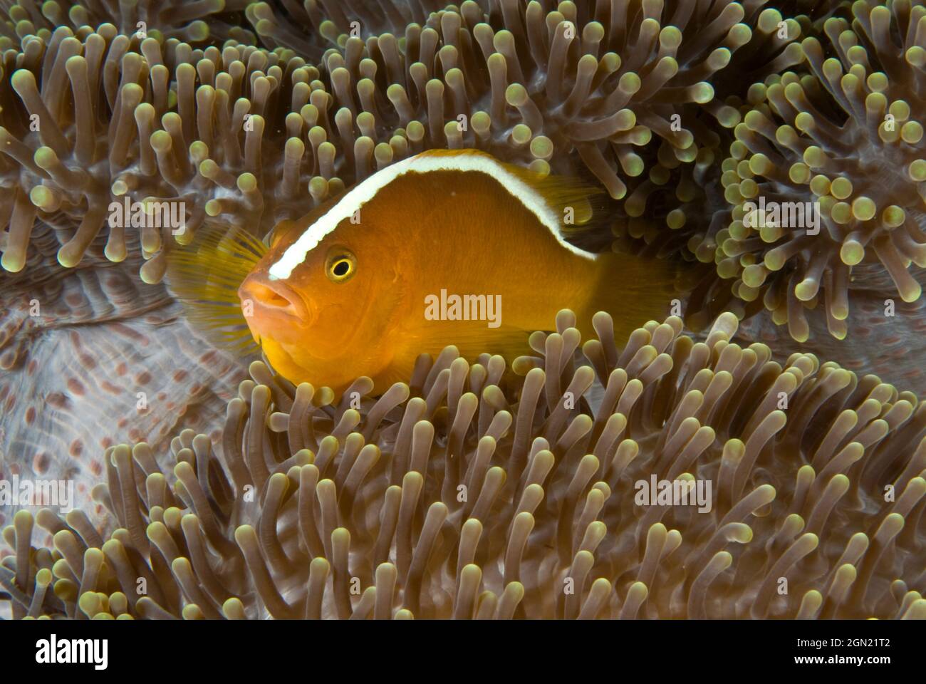 Yellow clownfish (Amphiprion sandaracinos), in host Merten’s carpet sea anemone (Stichodactyla mertensii) that has a diameter of over a metre. Anilao, Stock Photo