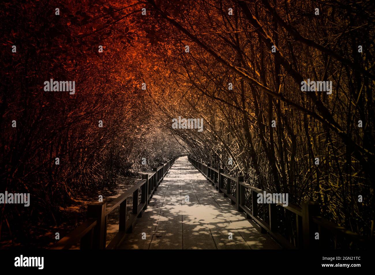 Wooden footpath bridges through tunnel of trees in dark and terrifying. Stock Photo