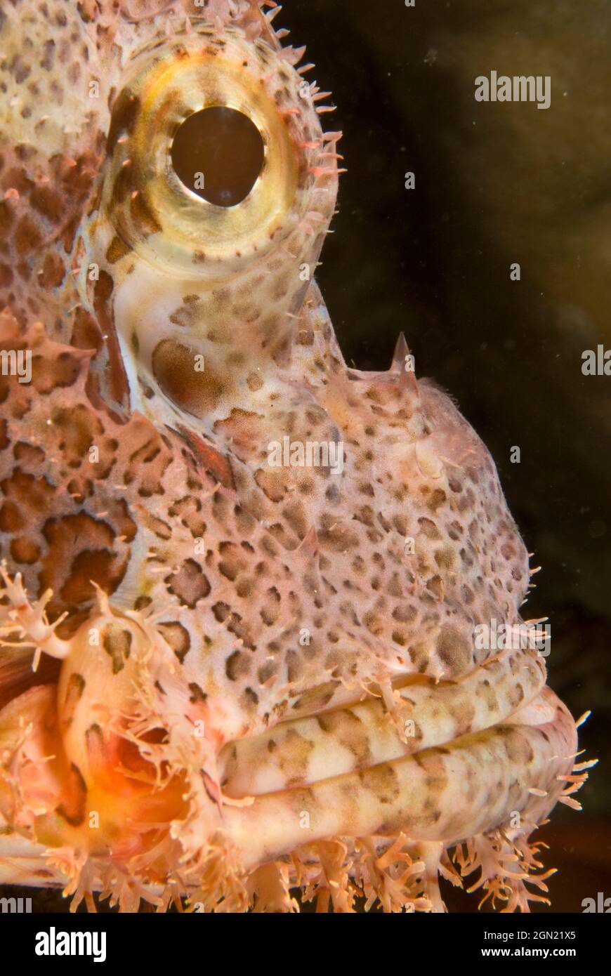 Tasselled scorpionfish (Scorpaenopsis oxycephala), eye and tassels. Can grow to 36 cm. Highly variable in colour and markings; lives on coral and rock Stock Photo