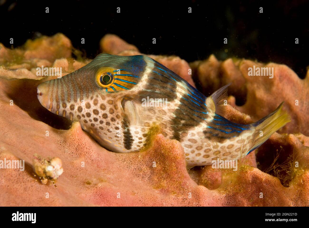 Saddled puffer (Canthigaster valentini), Like all pufferfish, can inflate itself to dissuade a potential predator. Can produce a powerful toxin, tetra Stock Photo
