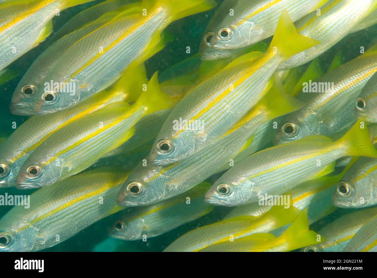 Bigeye snappers (Lutjanus lutjanus), usually seen in large schools, to depths of at least 90 m. May reach 30 cm long. Anilao, Manila, Philippines Stock Photo