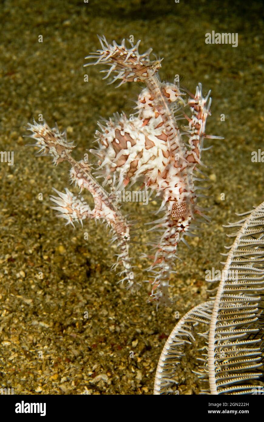 Ornate or Harlequin ghost pipefish (Solenostomus paradoxus), about 10 cm long.. Anilao, Manila, Philippines Stock Photo