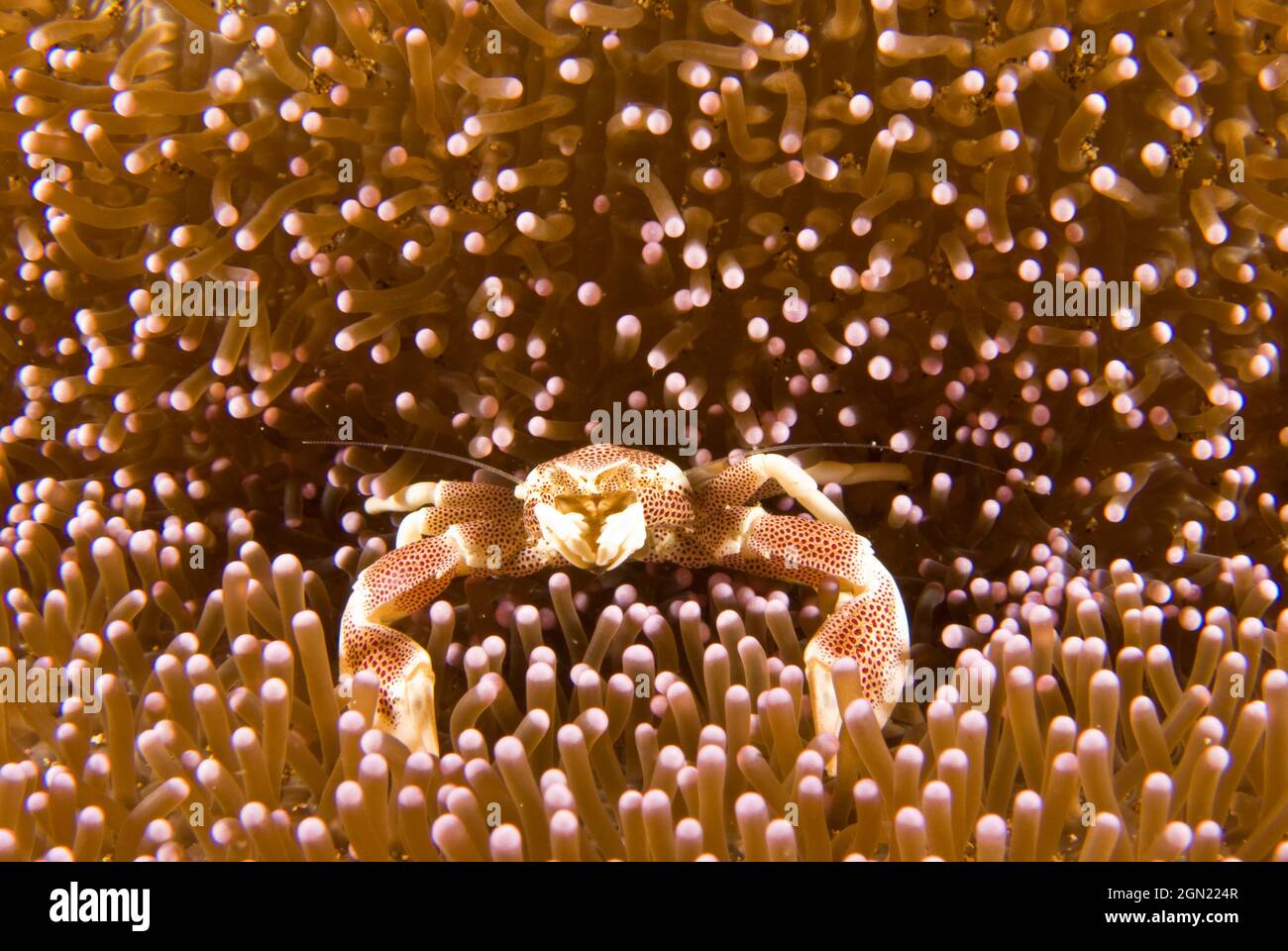 Red-spotted porcelain crab (Neopetrolisthes maculatus), lives in a commensal relationship with anemones. The red spots on a porcelain-like body and th Stock Photo
