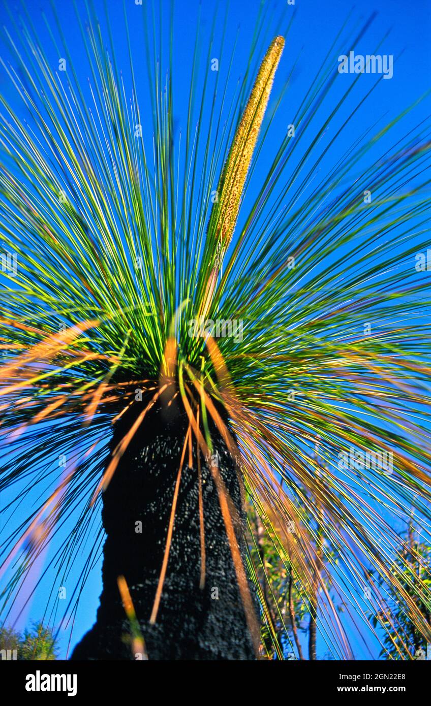 Grasstree (Xanthorrhoea sp.), believed to be of great antiquity. The spear-like inflorescences can reach several metres. Stock Photo
