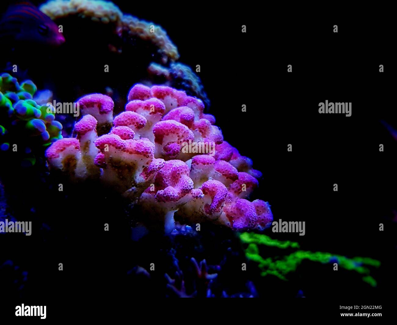 Smooth cauliflower coral - Stylophora pistillata Stock Photo