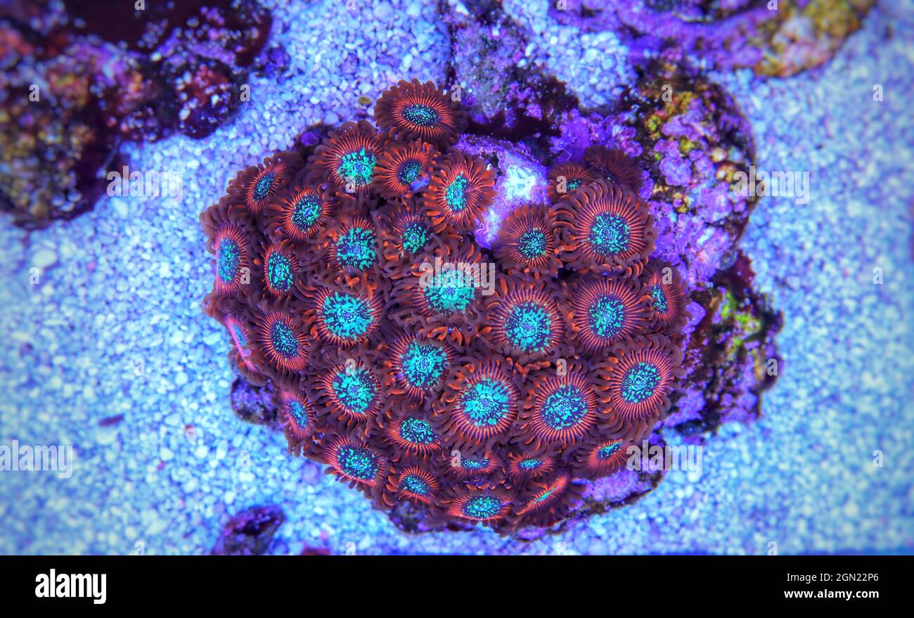 Small colony of Zoanthids in coral reef aquarium tank Stock Photo