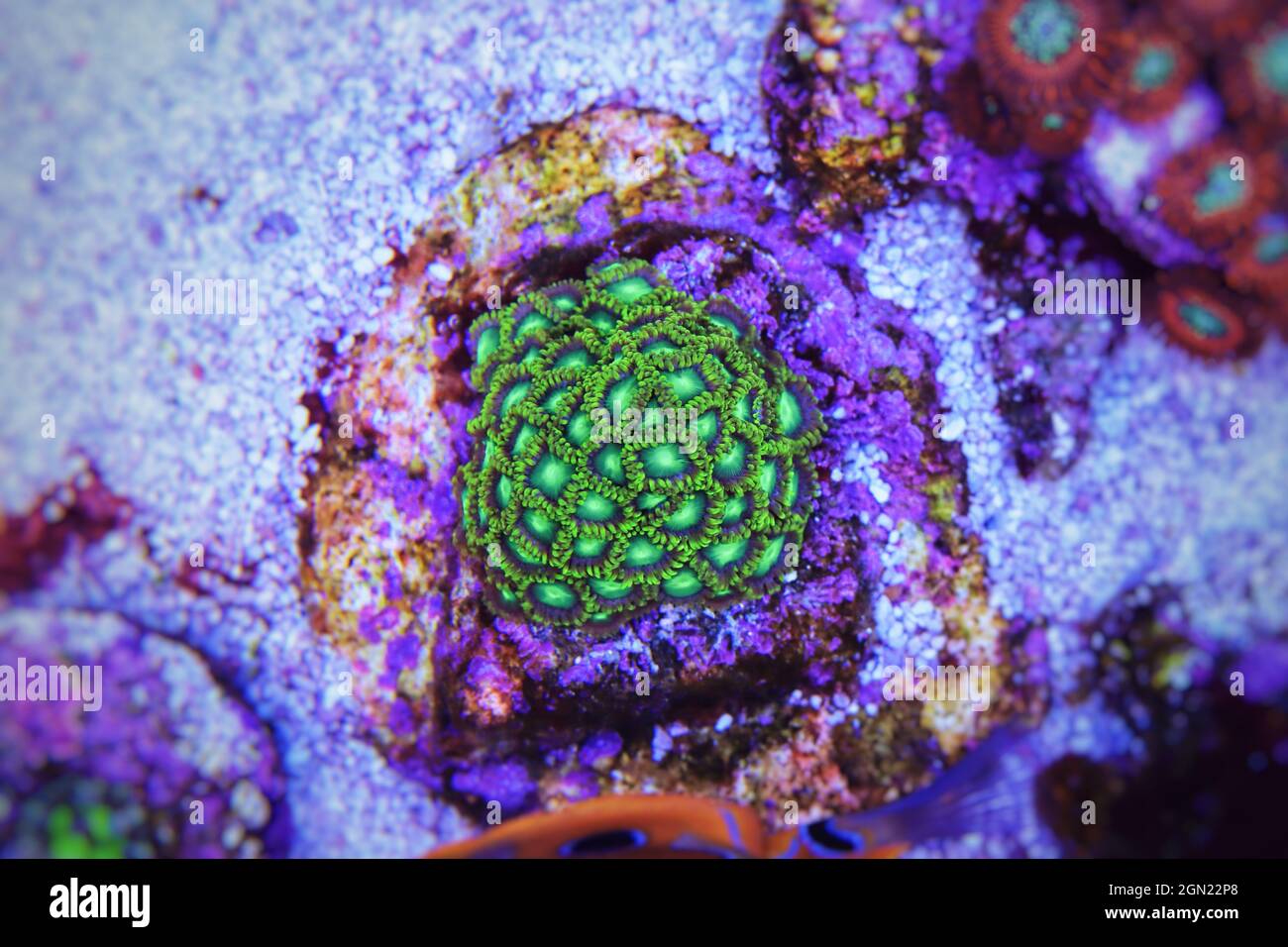 Small colony of Zoanthids in coral reef aquarium tank Stock Photo