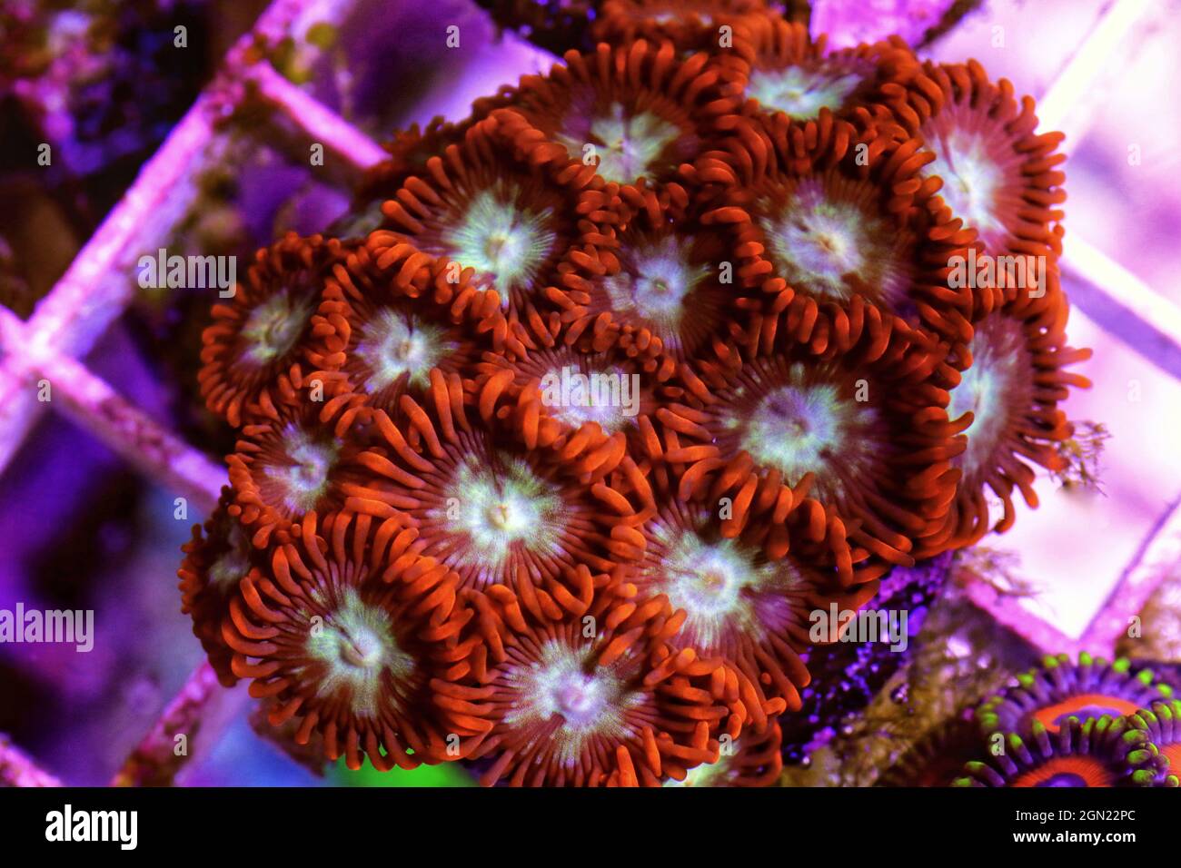 Small colony of Zoanthids in coral reef aquarium tank Stock Photo