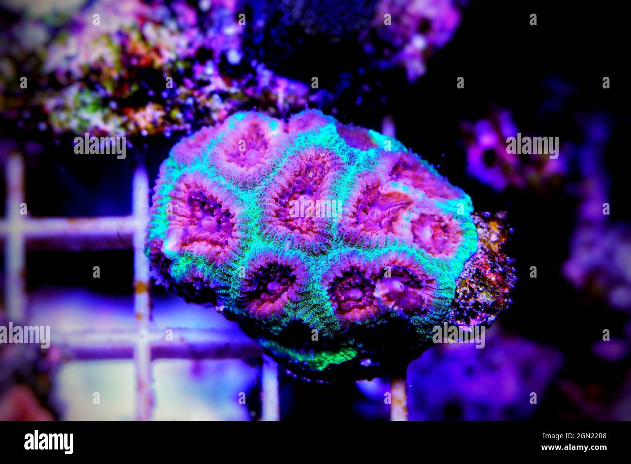 Arrow Favites brain small piece of reef stony coral Stock Photo