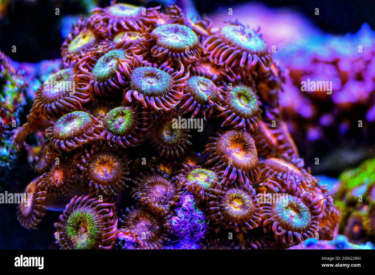 Small colony of Aussie Golden Polyps Zoanthids in coral reef aquarium tank Stock Photo