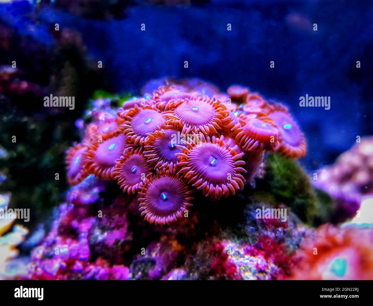 Small colony of Zoanthids in coral reef aquarium tank Stock Photo Alamy