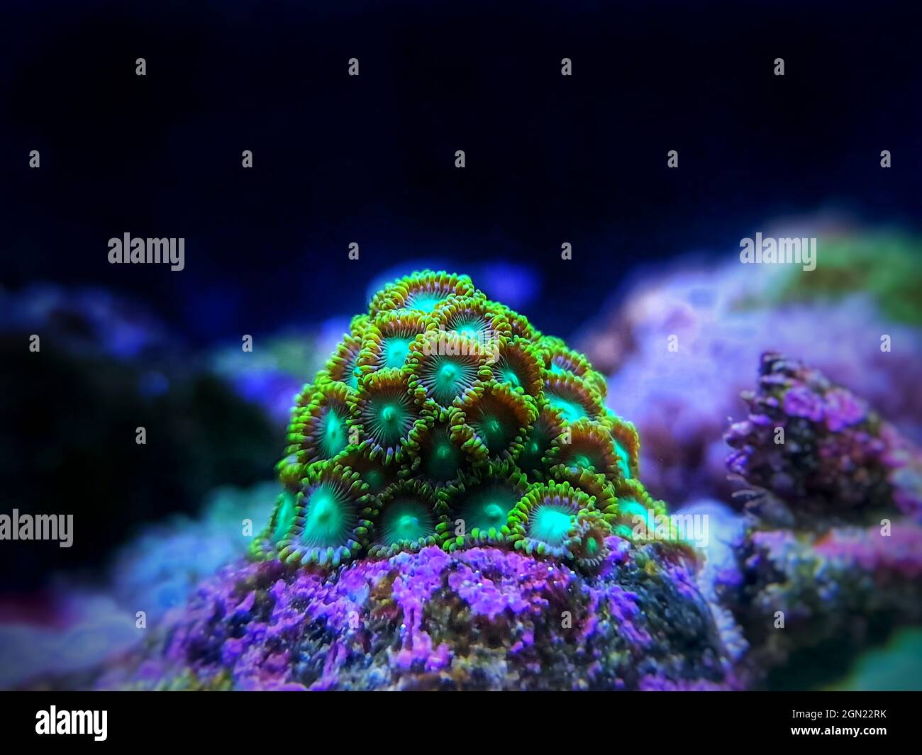 Exosphere Zoanthids