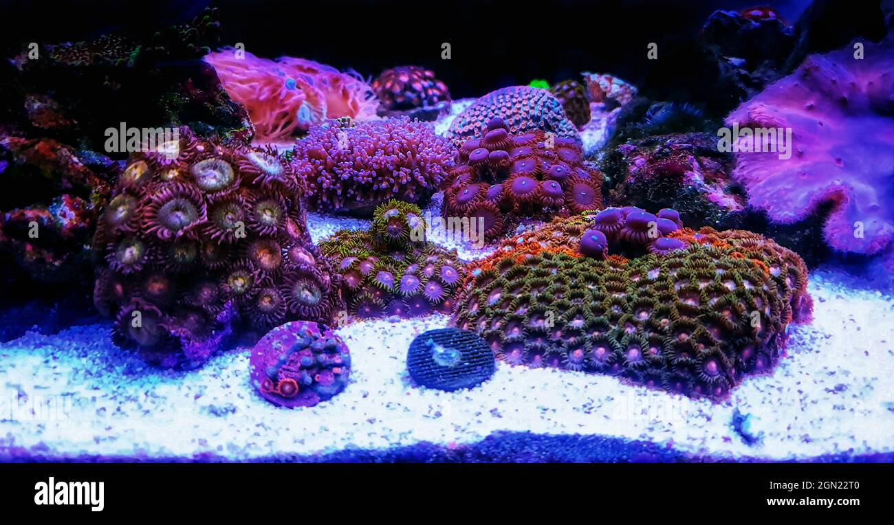 Small garden of Zoanthids polyps in coral reef aquarium tank Stock Photo