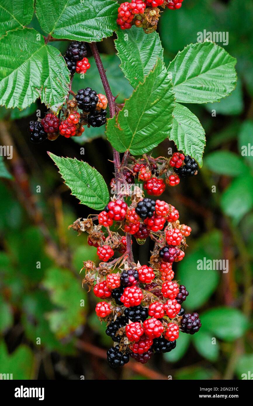 Rubus armeniacus,  Himalayan blackberry, British Columbia, Canada Stock Photo